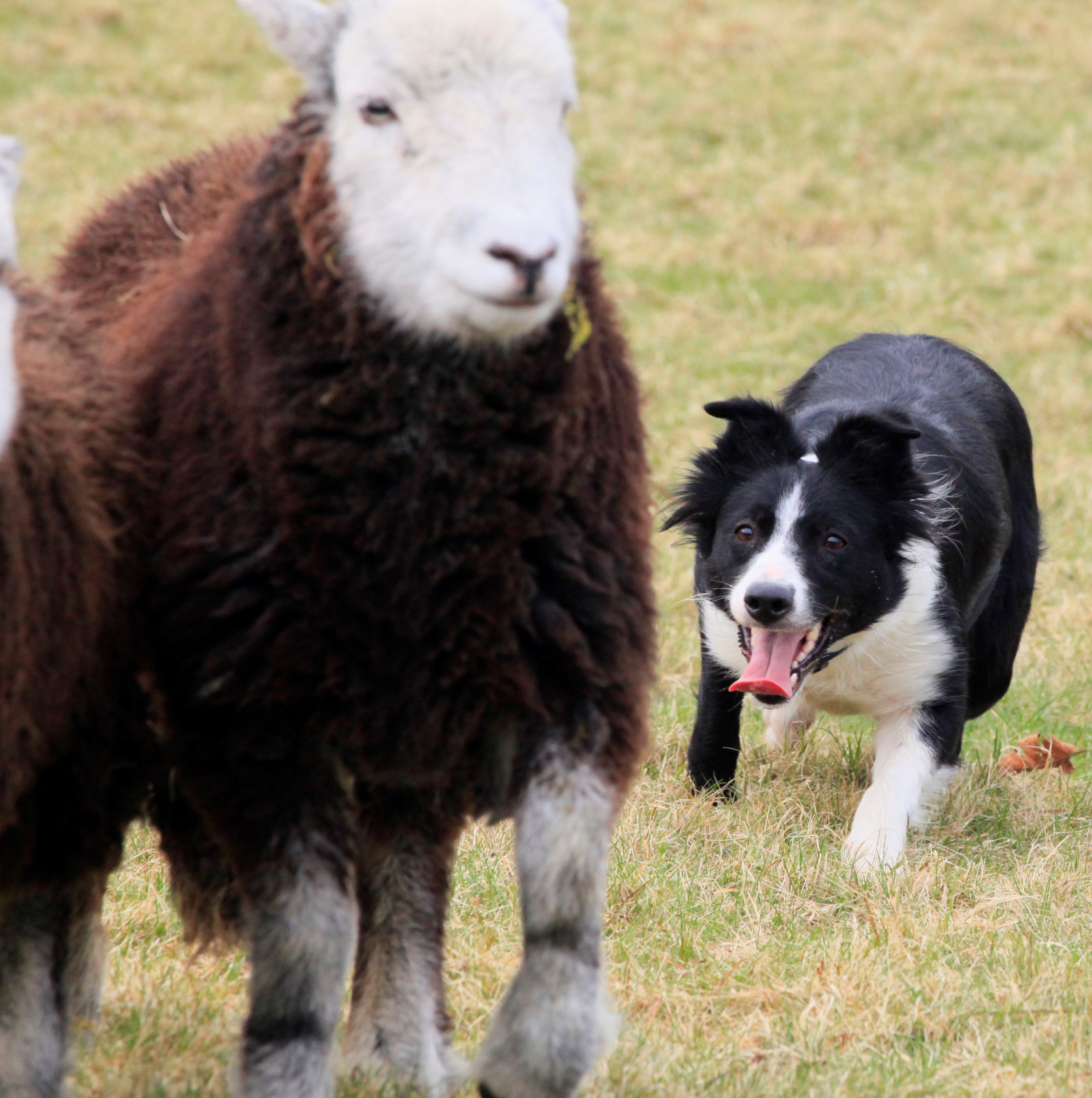 working dogs