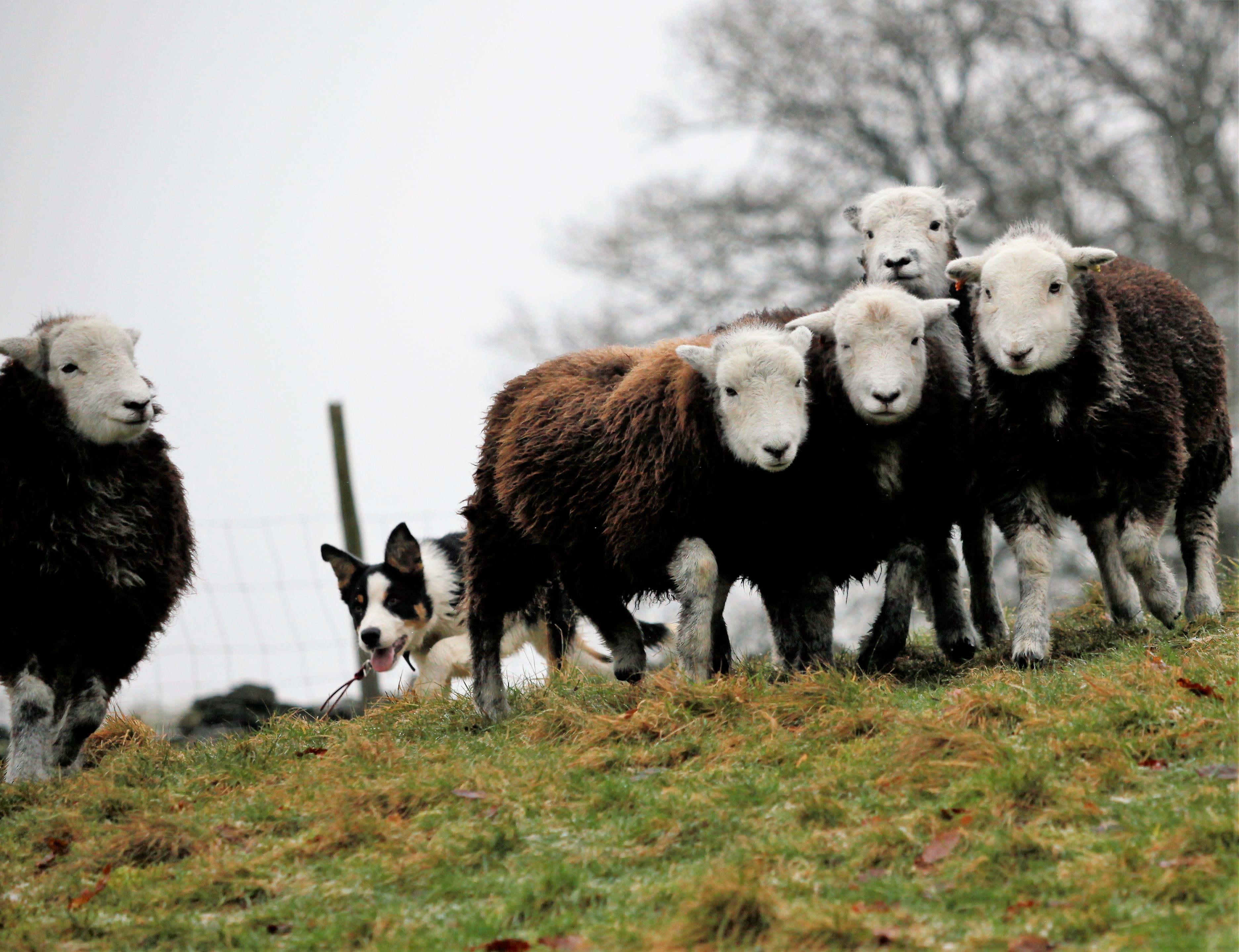Lake District Sheepdog Experience