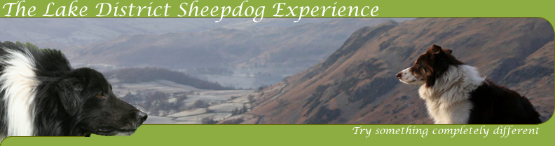 The Lake District Sheepdog Experience