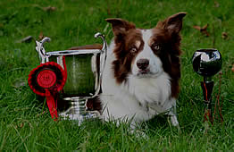 Fox was the Cumbrian Sheepdog Championship Trophy winner 2010