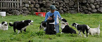 Alan relaxing with the dogs