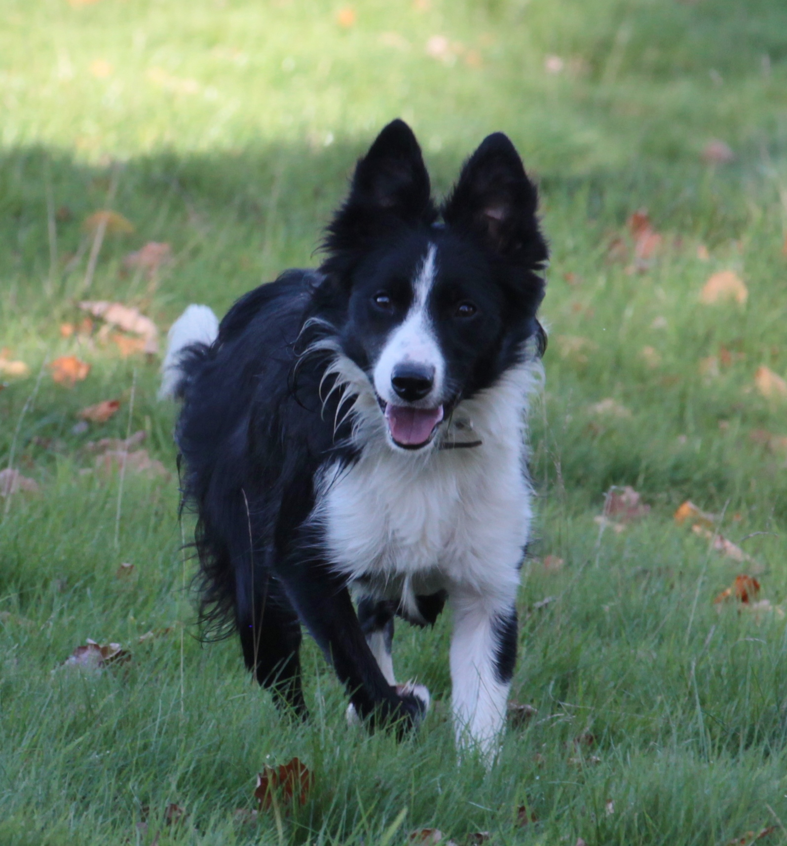 training a young dog TIPPI