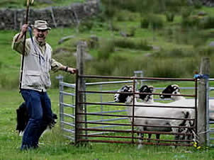 Penning the sheep