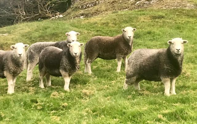 herdwicks